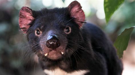 where to see tasmanian devils in hobart